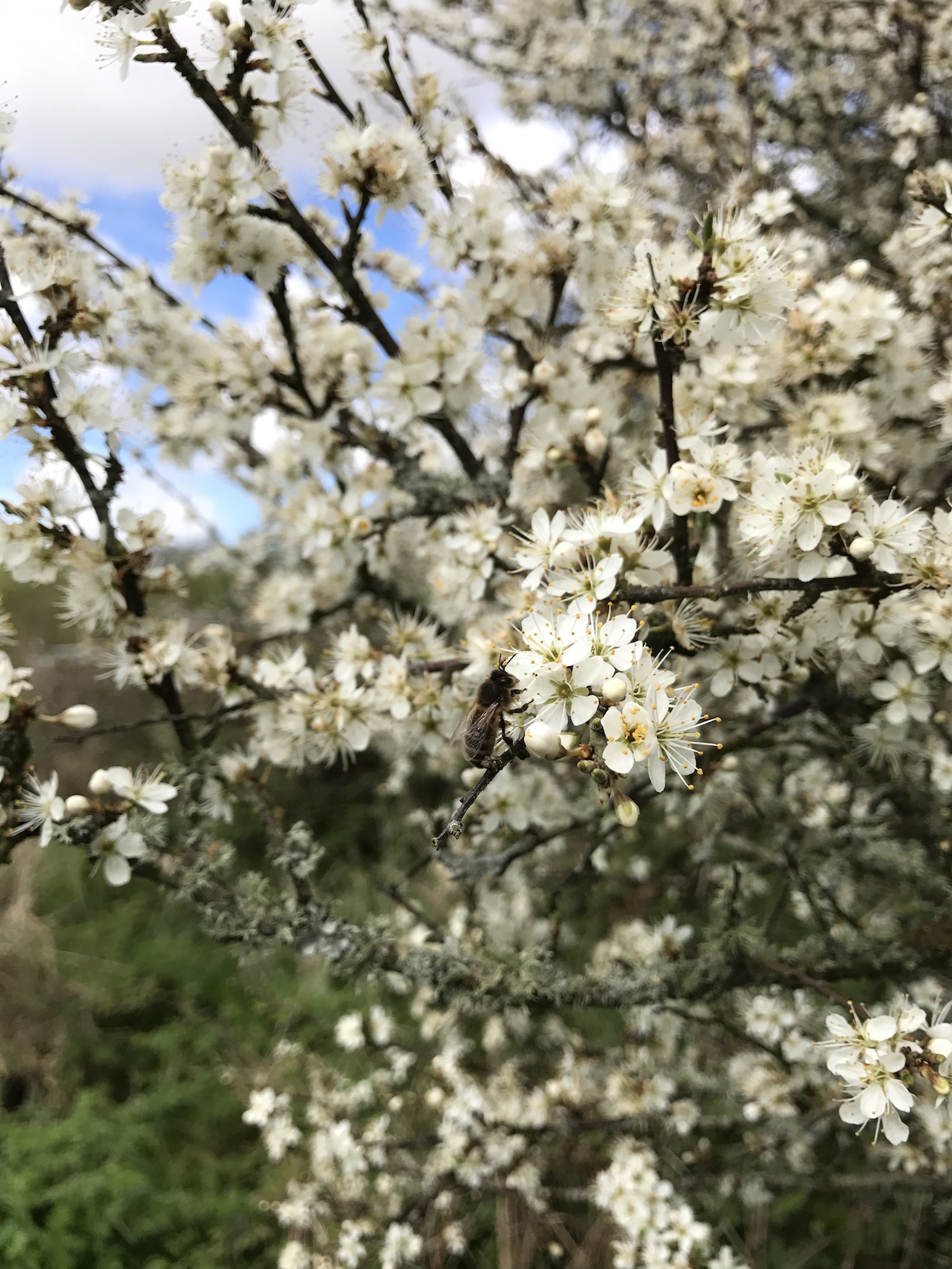 bees