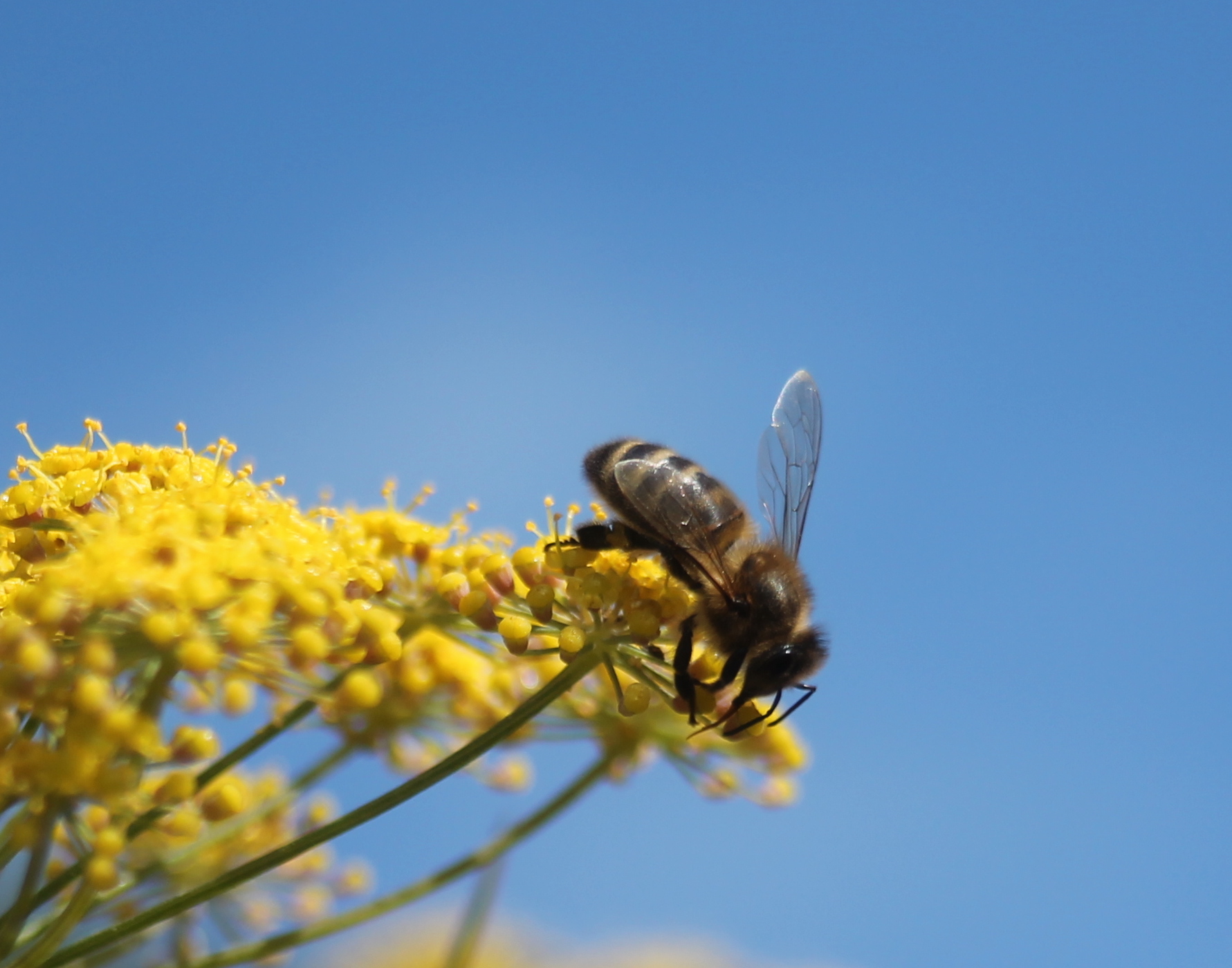 honeyjar